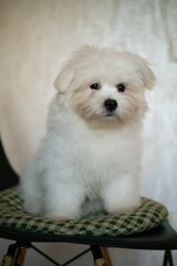 Cute white puppy maltese mix in home