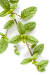 Fresh green mint leaves arranged on a white background, showcasing their vibrant color and texture.