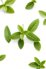 Fresh green mint leaves arranged on a white background, showcasing their vibrant color and texture.