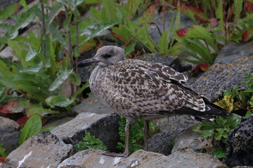 gull chick