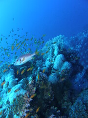 Fototapeta premium the red sea... it's good diving ..and also mexico fresh water cave diving
