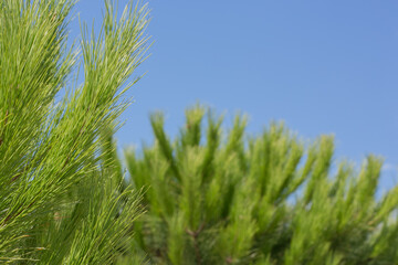 Pine tree, branches with needles, close-up, Spain (copy space)