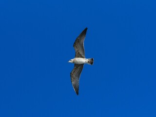 A flying seagull with open wings