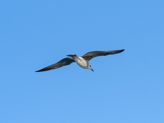 A flying seagull with open wings