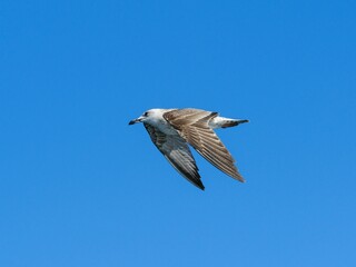 A flying seagull with open wings