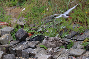common tern
