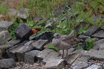 gull chick