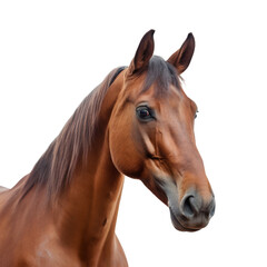 Obraz premium Beautiful horse looking isolated on white