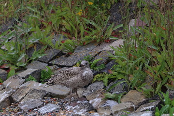 gull chick