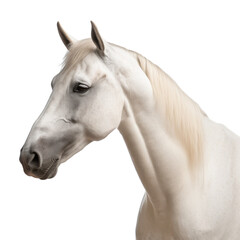 Fototapeta premium Beautiful horse looking isolated on white