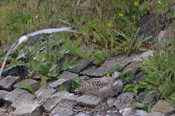 gull chick