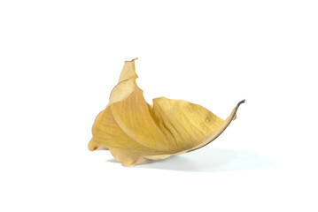 Naklejka premium Brown dry leaves isolated