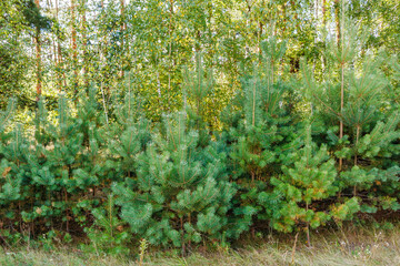 Young pine trees in the forest on a sunny day. Restoration of a young pine forest.