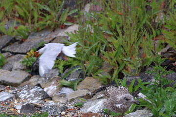 gull chick