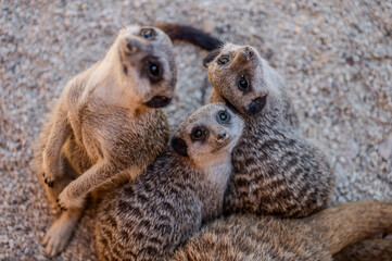 Spectacular photos of meerkats, alone or in groups.