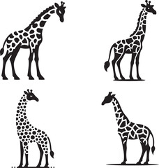 Wild animals silhouette, giraffe