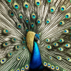 Obraz premium 3D Illustration of a Majestic Peacock with its feather