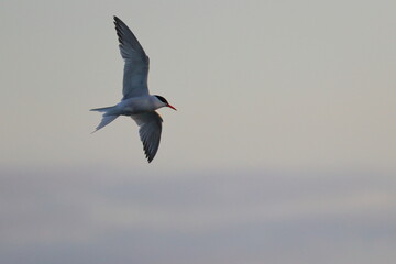 tern colony