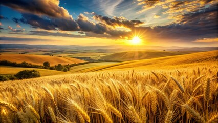 Obraz premium Golden wheat sways gently in the breeze, filling the rolling hills of a sun-kissed rural landscape with a sea of warm, rippling yellow hues.