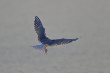 tern colony