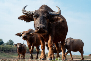 Water buffalos looking at the camera on gree dry ground in Northern Thailand