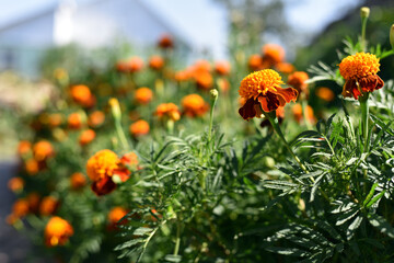 orange beautiful flowers marigolds close-up. Close up of beautiful flower pattern of marigold in the garden. Marigolds erect, Mexican, Aztec or African marigold. beauty in nature