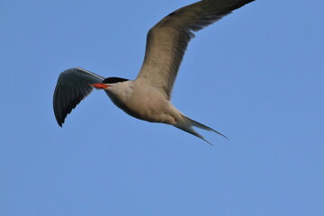 common tern