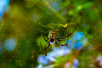A golden orb web weaver