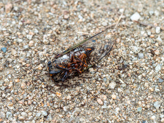 蝉の死骸に群がる蟻の群れ