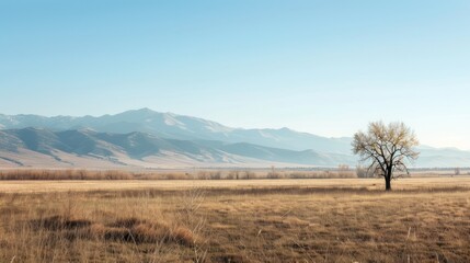 Obraz premium Solitary Tree in a Vast Meadow with Mountain Range in the Background