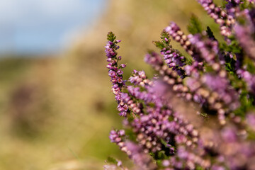 Pretty heather in bloom in rural Cornwall, on a sunny day in August