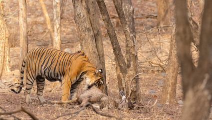 Male tiger with a sambar deer kill in the forest of Ranthambore tiger reserve.