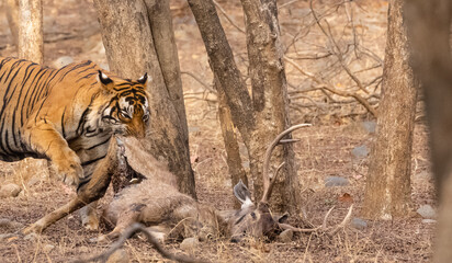 Male tiger with a sambar deer kill in the forest of Ranthambore tiger reserve.