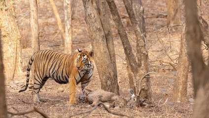 Male tiger with a sambar deer kill in the forest of Ranthambore tiger reserve.