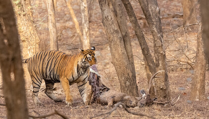 Male tiger with a sambar deer kill in the forest of Ranthambore tiger reserve.