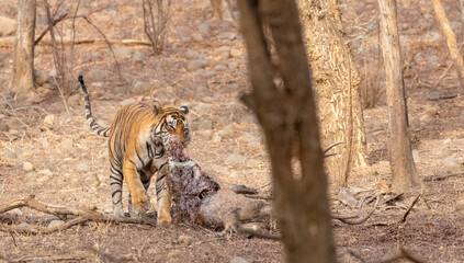 Male tiger with a sambar deer kill in the forest of Ranthambore tiger reserve.