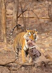 Male tiger with a sambar deer kill in the forest of Ranthambore tiger reserve.