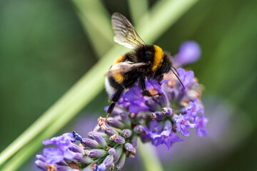 Purple Lavender in close up view with a bumblebee sitting on top with a soft focus bokeh background