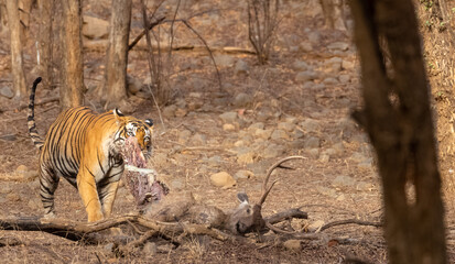 Male tiger with a sambar deer kill in the forest of Ranthambore tiger reserve.