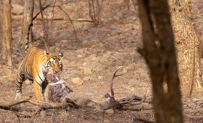 Male tiger with a sambar deer kill in the forest of Ranthambore tiger reserve.