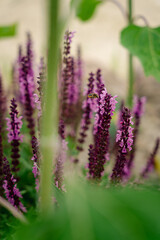 Bl&uuml;ten des Bl&uuml;ten-Salbei in einem Garten