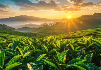  A vibrant sunrise over the lush green tea plantations of China, with rolling hills in the background and rays of sunlight piercing through the leaves
