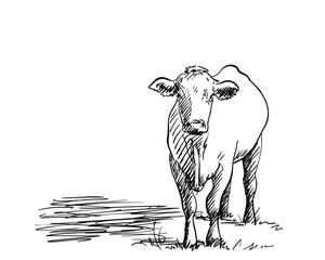Full-length drawing of a cow, Vector sketch of a hornless cow standing in a pasture and looking forward, Front view, Hand drawn illustration
