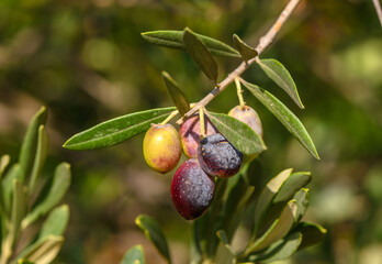 Close-up of ripe black olives hanging on a tree branch in sunlight.