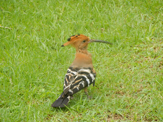 A Eurasian hoopoe (Upupa Epops) in a park in Luoyang, China.