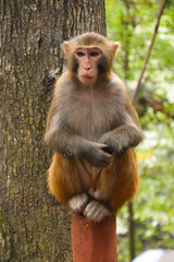 A macaque monkey sits on a wooden fence post in Zhangjiajie in China.