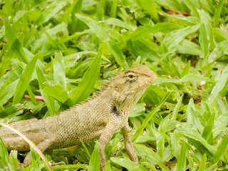 An Oriental Garden Lizard ni grass in Thailand.