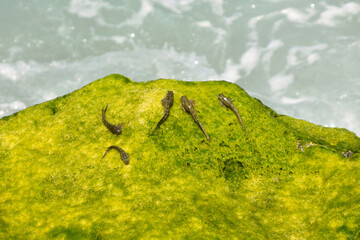 Mudskipper fish cling to an algae-covered rock at the beach in Sanya, China.