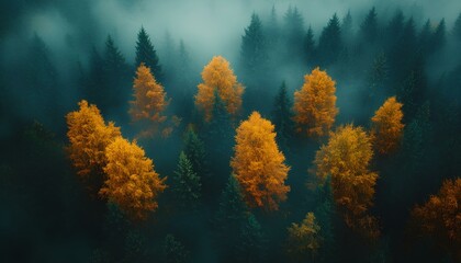 pine forest during fall and autumn time shot from bird's eye view to signify the changing of seasons. red, orange and green moody forest with fog for a campaign concerning the preservation of forests