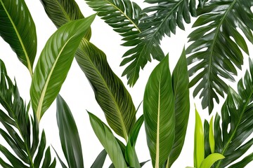 Obraz premium Elegant Tropical Green Leaves Showcasing Nature on a Clear Background